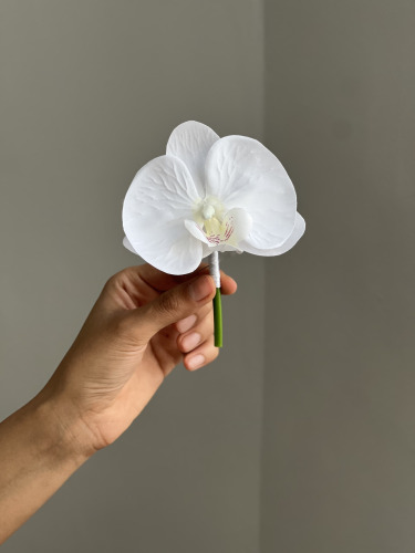 گل کُت داماد